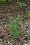 Limestone meadow sedge